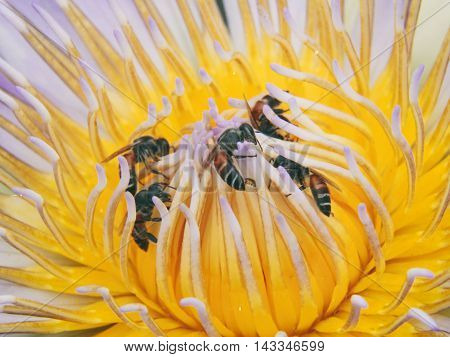close up lotus and bee with selective focus.