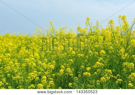 Material obtained by photographing the Rape flowers and a blue sky.