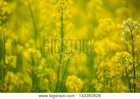Material obtained by photographing the one side rape blossoms.
