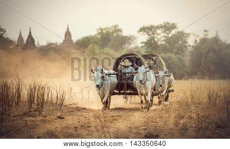 Burmese rural man driving wooden cart with hay on dusty road drawn