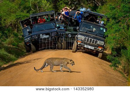 National parks Yala Sri Lanka - May 26 2016: Leopard crossing the road in front of the audience. Safari. See here for a leopard - a great rarity. We were lucky.
