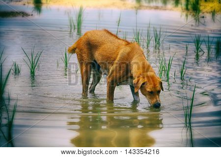 Dog drinking water with selective and soft focus.