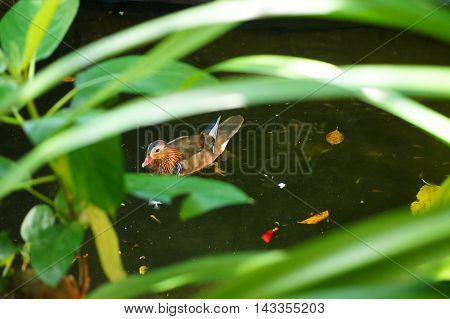 Swimming mandarin duck, hiding behind the trees