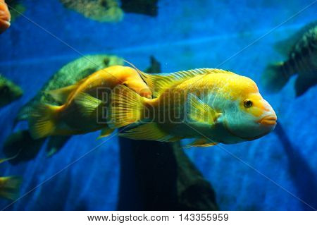 swimming yellow fishes in the water tank