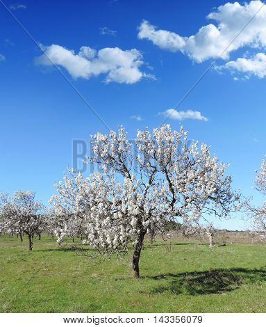 Almond tree plantation and clear blue sky, blossoming almond tree with white and pink flowers.