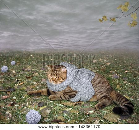 The cat with a grey scarf lies on the meadow. It's already autumn .