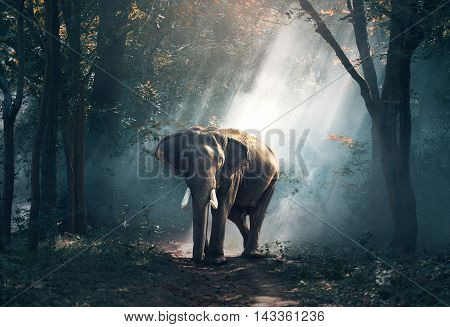 Asia Elephants in the forest, Surin, Thailand