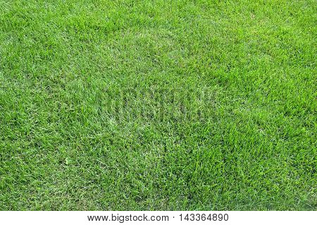 Mown natural green grass meadow as background in summer day close up horizontal view
