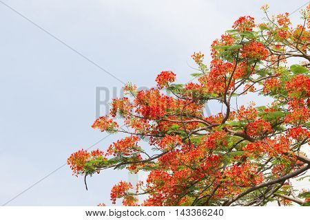 flame tree with group of orange flowers and branch with sky background in summer