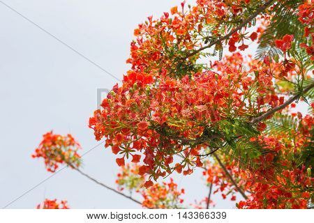 flame tree with group of orange flowers and branch with sky background in summer