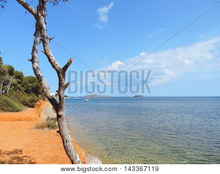 Sea scene with red earth and pine tree with copy space.