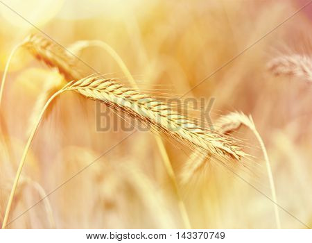 Golden rye field or wheat field in the sun. Ripe corn crop with selective focus and copy space.