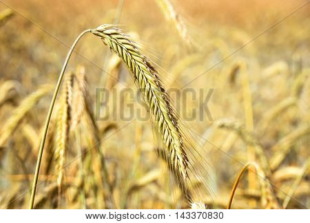 Golden rye field or wheat field in the sun. Ripe corn crop with selective focus and copy space.
