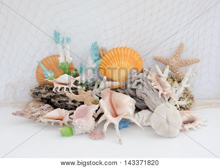 Arrangement Of Natural Sea Shells And Coral On A Light Background