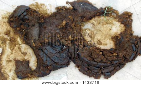 Cowdung