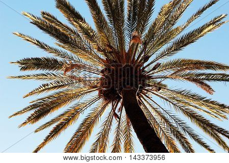 Enormous palm tree in a high angle view