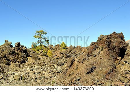 Trees growing in volcanic rock in Mount Teide National Park in Tenerife