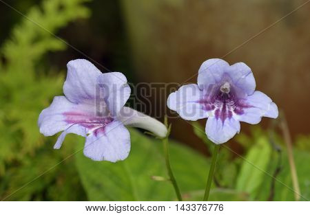 Cape Primrose - Streptocarpus From South Africa