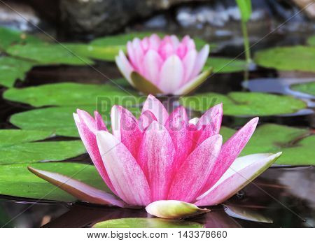 Pink lotus flowers or water lilies in a pond, close-up shot.