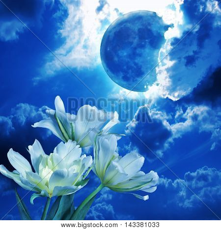 Full moon glowing among the fluffy clouds in the night sky shines blue light white flowers Tulips - beautiful romantic background. This photo collage can be used for music CD covers, love prose, poetic lyrics etc.