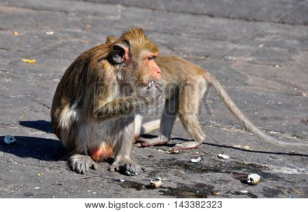 Bang Saen Thailand - January 11 2014: Two monkeys eating chunks of corn sitting on a large rock at Sam Mok Hill