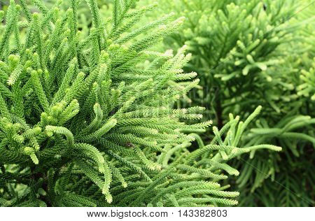 Selaginella Tamariscina. Green Leaves Of Plant In Asia.