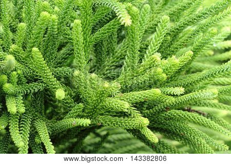 Selaginella Tamariscina. Green Leaves Of Plant In Asia.