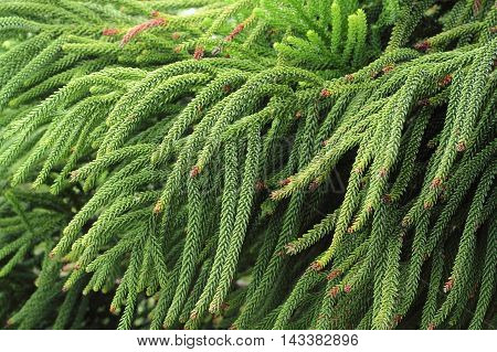 Selaginella Tamariscina. Green Leaves Of Plant In Asia.