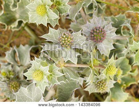 full frame spiky flower detail seen in Brittany france