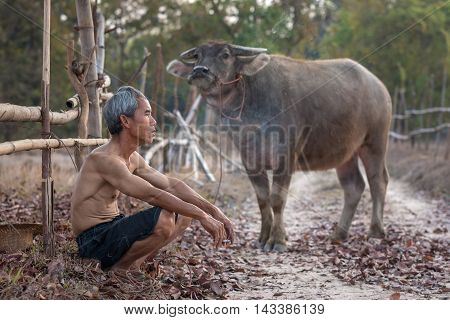 Old man and buffalo in rural Thailand.