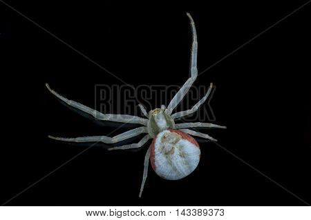 White spide isolated on a black background