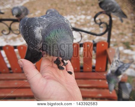 Pigeon sitting on a human hand. A man feeds pigeons with his hands.
