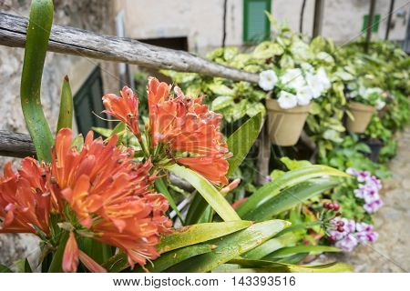 flowerpots street in the tourist island of Mallorca, Valdemosa city in Spain