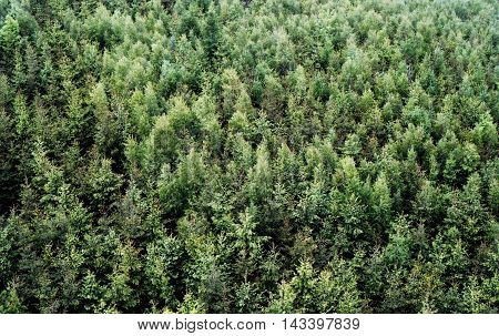 Green shades of spruce monoculture from view above