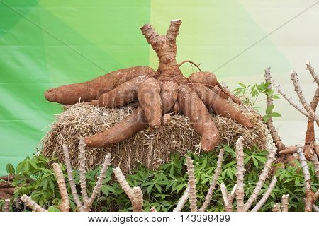 Tapioca Plants Cassava Cassava on the floor