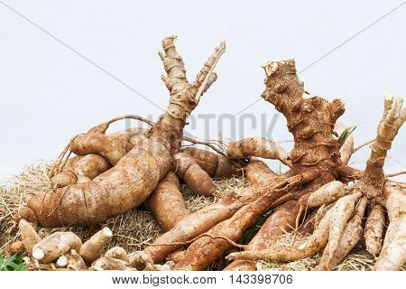 Tapioca Plants Cassava Cassava on the floor