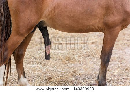 The penis of a horse with reproduction