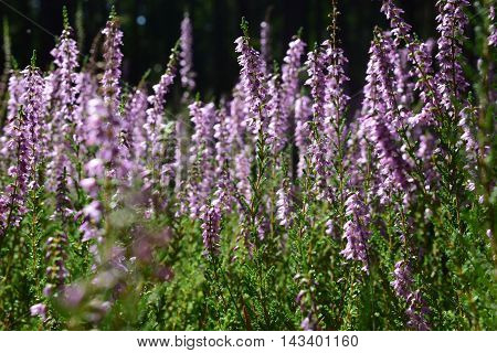 Wild purple flowers ,  Floral background in forest