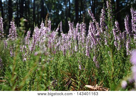 Wild purple flowers ,  Floral background in forest