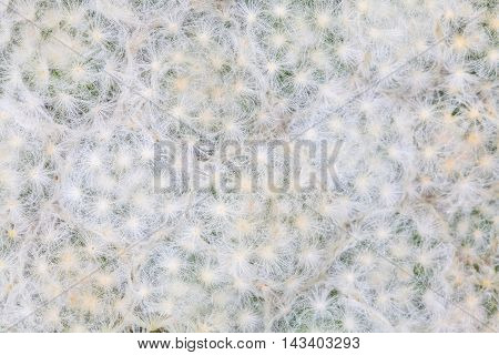 cactus in desert.cactus.Nature green background or wallpaper: domestic cactus closeup.Small cactus in flowerpot.cactus Background.