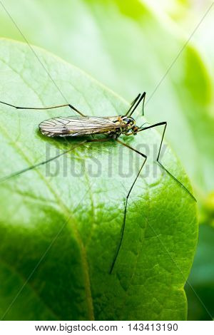 Wasp sitting on a green leaf waiting for pray
