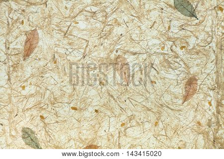 Mulberry paper cosmos petals and grass on white Sa Paper texture background it's handmade from parish Bosang province Chiang Mai north of Thailand