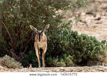 Dorcas gazelle (Gazella dorcas) inhabits nature desert reserve near Eilat, Israel