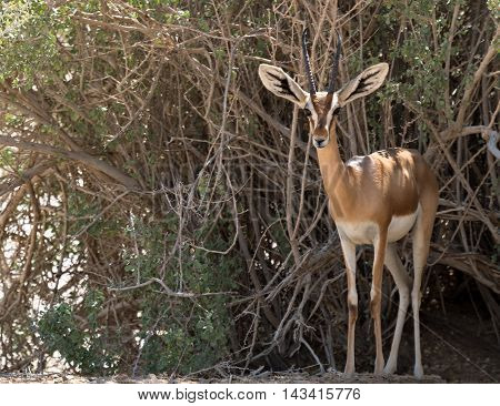 Dorcas gazelle (Gazella dorcas) inhabits nature desert reserve near Eilat, Israel