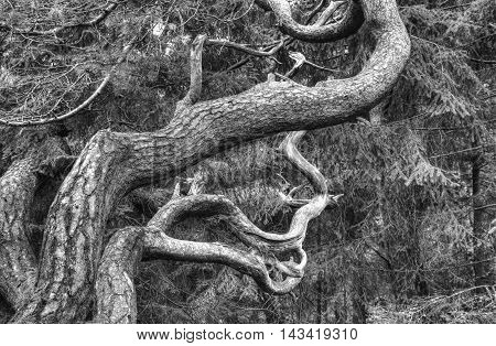 strange trees formation in a Danish forrest