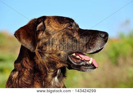 Face of beautiful canary dog in foreground