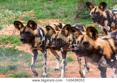 Wild Dog at the Lioness portrait  at the Naankuse Wildlife Sanctuary, Namibia, Africa