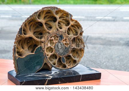 Ammonite Shell In Section
