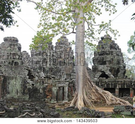 A Tetrameles tree grows in Ta Prohm in the Siem Reap Province, Cambodia