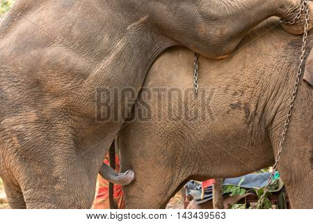Elephant's penis 
In the breeding season in the wild.